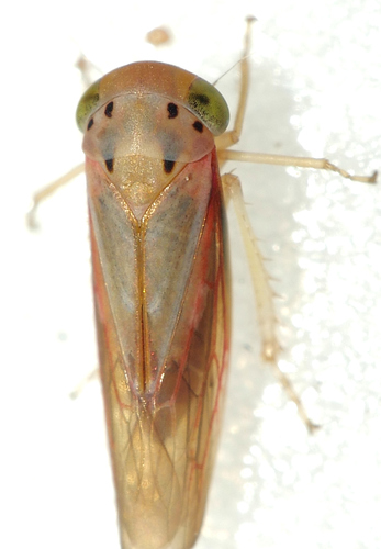 Pascoepus nymphias, 2020-03-11