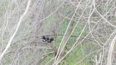 Gallinula chloropus