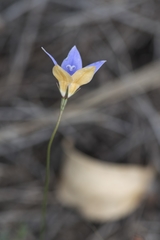 Wahlenbergia luteola