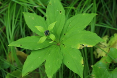 Paris verticillata