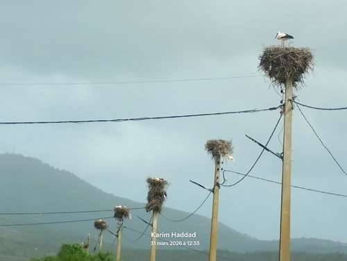 European White Stork