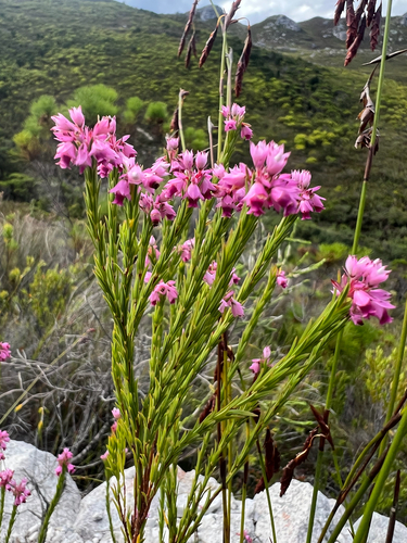 Purpletip Heath (Erica corifolia)