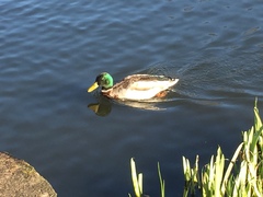 Anas platyrhynchos