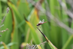 Tramea stenoloba