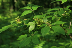 Eleutherococcus senticosus