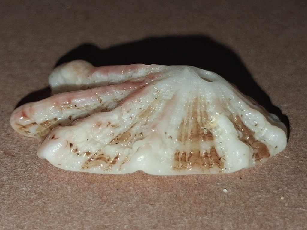 Diodora elizabethae