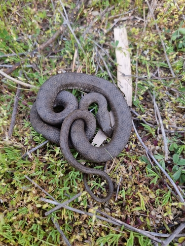 Tessellated Water Snake