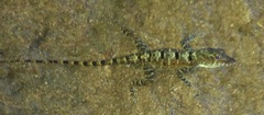 Anolis stratulus