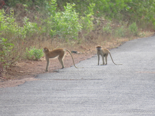 Western Patas Monkey