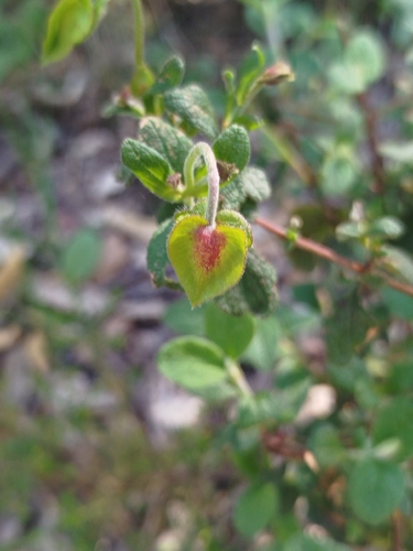 Avistamiento Cistus salviifolius