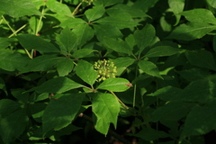 Eleutherococcus senticosus