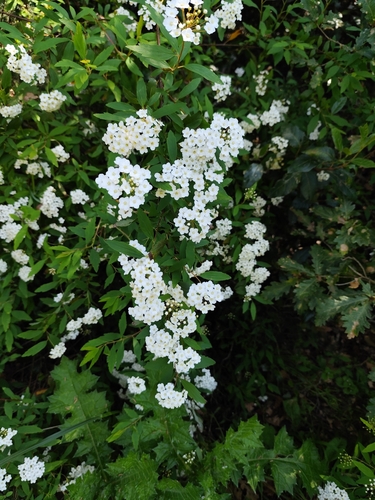 Reeves' Meadowsweet (Spiraea cantoniensis)