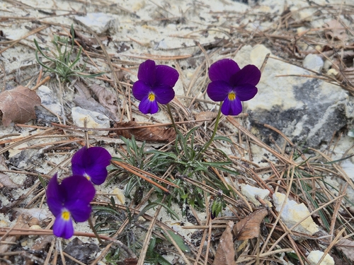 Viola allchariensis