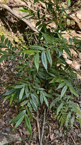 Eurya strigillosa observed 2026-03-25