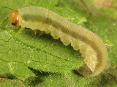 Empria basalis