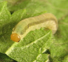 Empria basalis