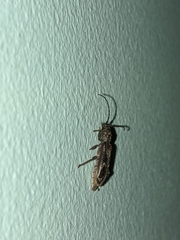 Phacodes