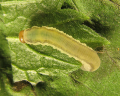 Empria basalis