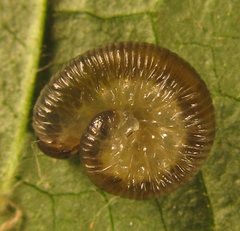 Empria basalis