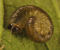Empria basalis