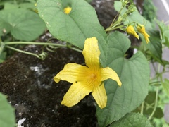 Thladiantha punctata