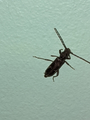 Phacodes