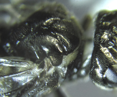 Empria basalis