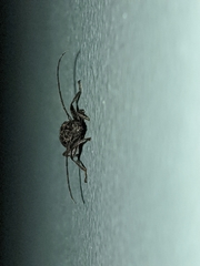 Phacodes
