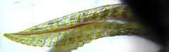Empria basalis