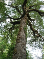Nothofagus betuloides