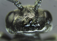 Empria basalis