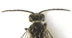 Empria basalis