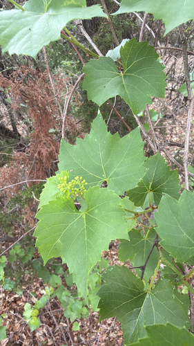 sweet mountain grape (Vitis monticola)