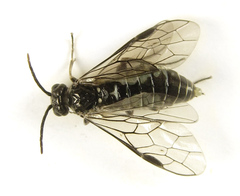 Empria basalis