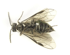 Empria basalis