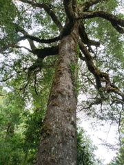 Nothofagus betuloides