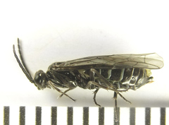 Empria basalis