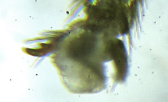 Empria basalis