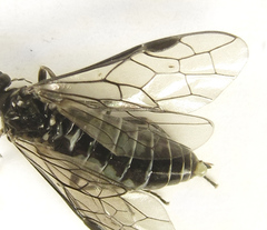 Empria basalis