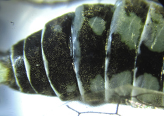 Empria basalis