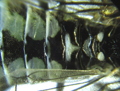 Empria basalis