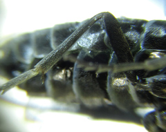 Empria basalis