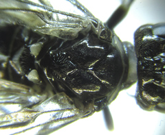 Empria basalis