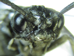 Empria basalis