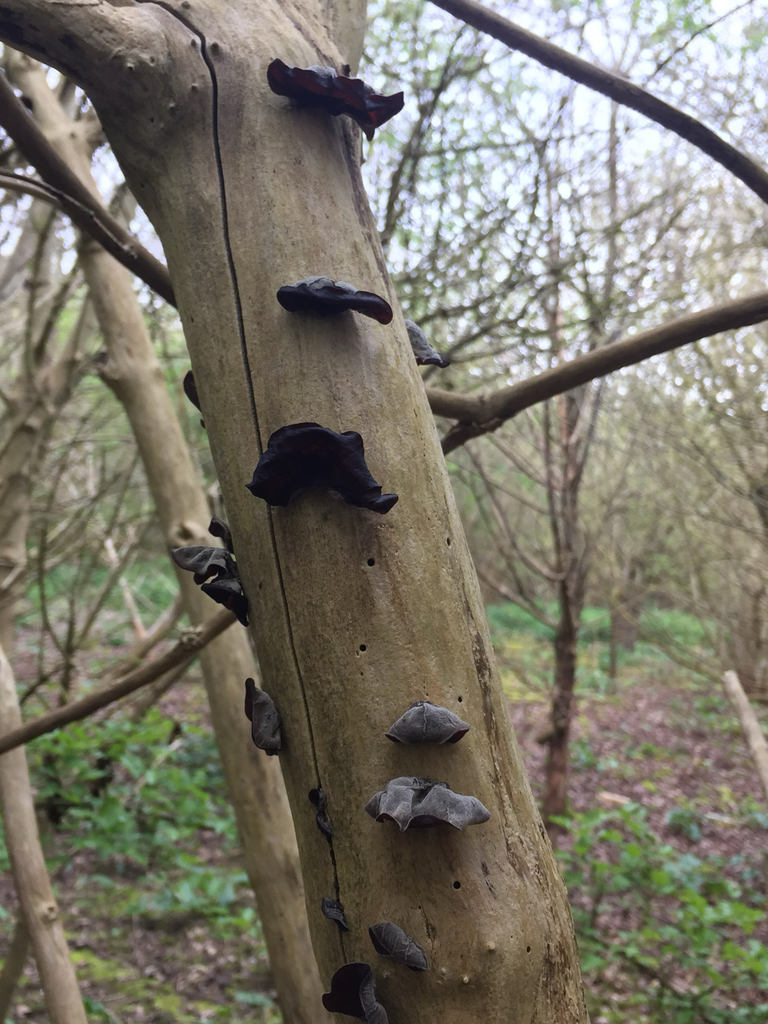 Auricularia auricula-judae · April 2026 · photo: © jrberriman (iNaturalist, cc-by)