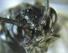 Empria basalis
