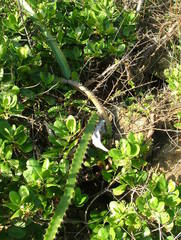 Selenicereus triangularis