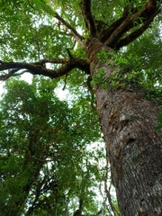 Nothofagus betuloides