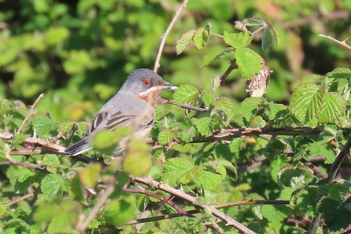 Eastern Subalpine Warbler (Curruca cantillans), photo 1