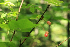 Ribes latifolium